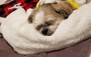 반려동물의 털과 피부: 윤기나는 털 관리