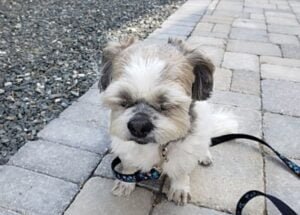 반려들이 선택하는 패션