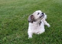 강아지 고양이 병의 원인