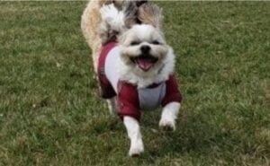 안내견과의 삶: 장애를 넘어서