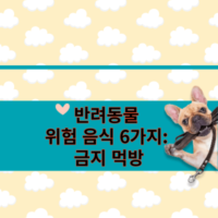 주위! 반려동물 위험 음식 6가지: 위험먹방