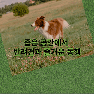 좁은 공간에서 반려견과 즐거운 동행