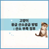 고양이 응급 산소공급 방법: 산소 부족 징후